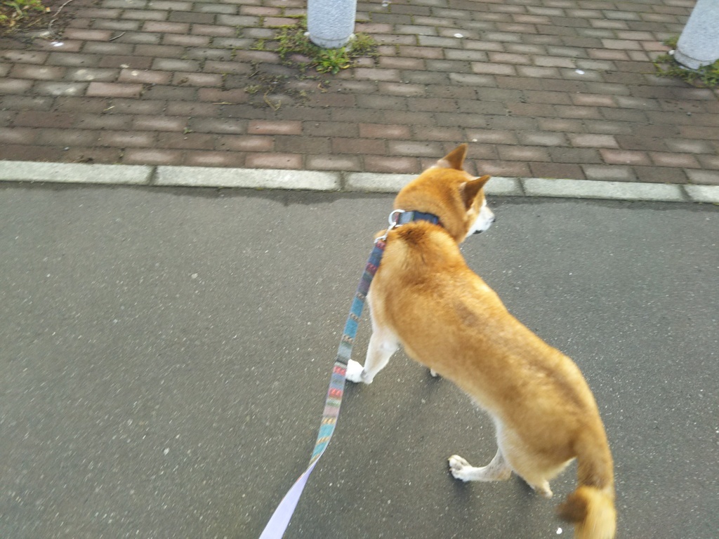 後ろ脚と眼 柴犬リキの日記２