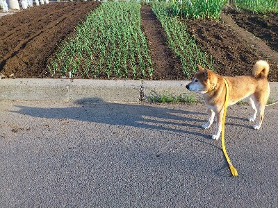 鈴蘭みたいな柴犬